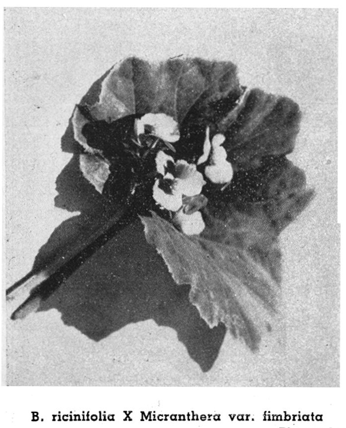 B. (Ricinifolia x micranthera var. fimbriata)